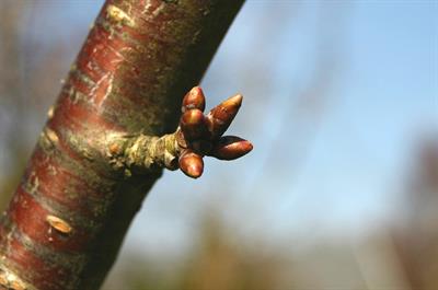 Prunus avium